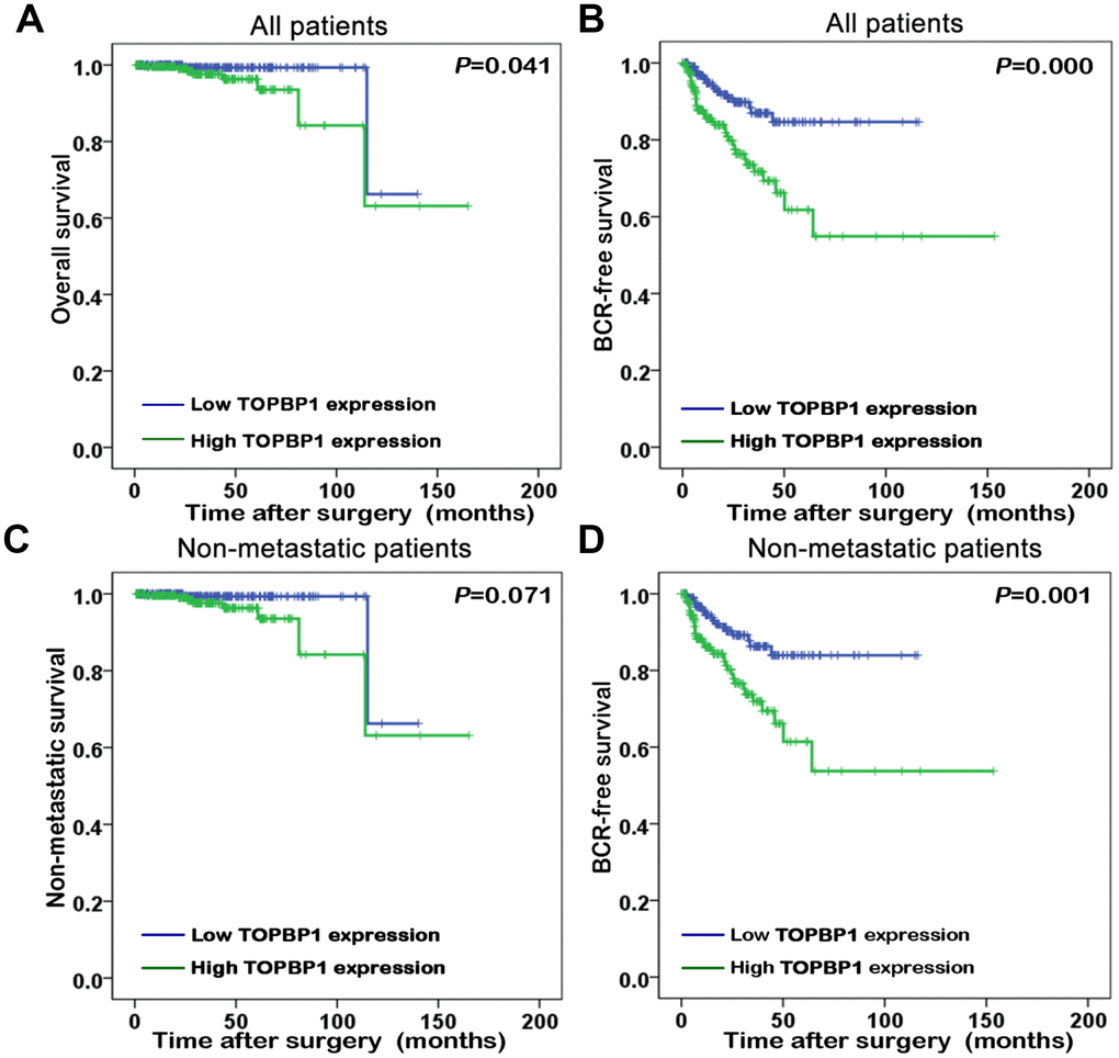 Kaplan-Meier survival curves of (A) overall survival and (B) biochemical recurrence (BCR)-free survival for TopBP1 expression in all patients with prostate cancer (PCa). (C) Non-metastatic survival and (D) BCR-free survival for TopBP1 expression in non-metastatic PCa patients.