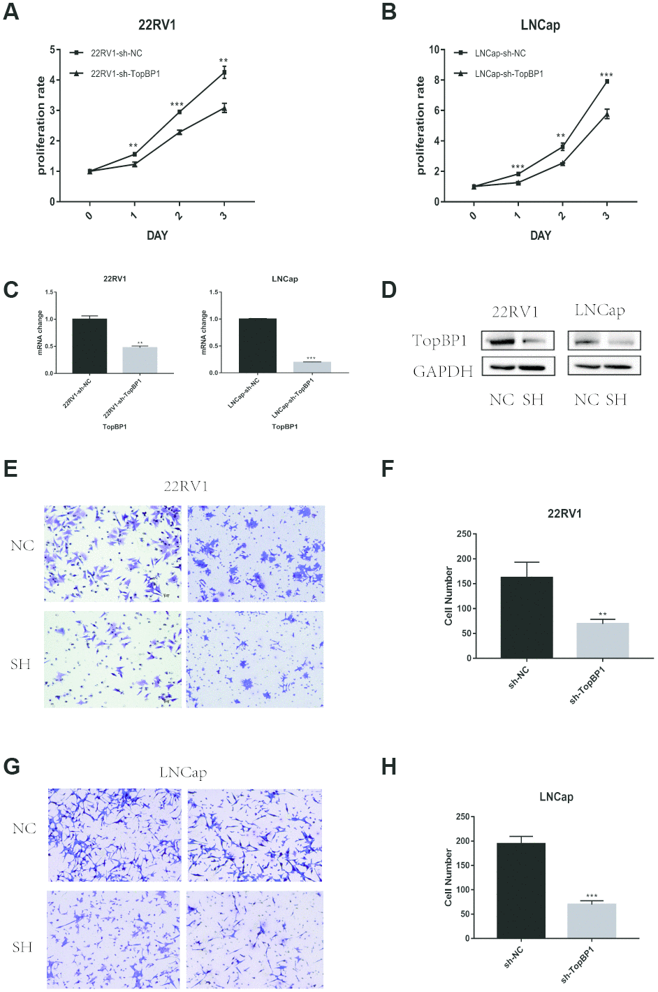 Down-regulation of TopBP1 significantly suppressed the proliferation of both 22RV1 (A) and LNCaP (B, C) qRT-PCR was performed to detect alteration of the TopBP1 expression. (D) Western blotting was performed to detect alteration of TopBP1. (E–H) Down-regulation of TopBP1 suppresses the migration of prostate cancer. (E, G) Represented images of two separated experiments in each cell line are showed. The data presented are mean ± SD for three independent experiments. **P