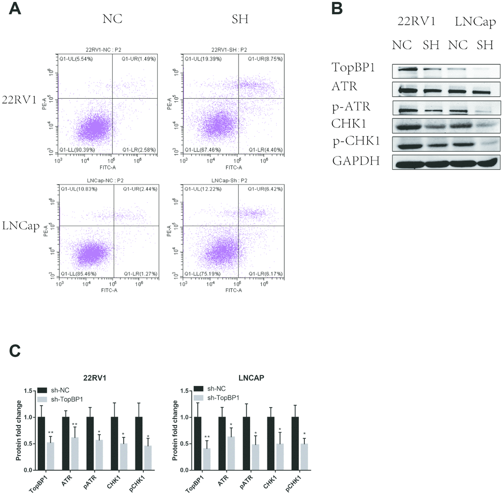 Down-regulation of TopBP1 induced cell apoptosis. (A) The expressions of ATR and Chk1 were decreased, followed by the decreased phosphoralation of ATR and Chk1. (B, C) The data presented are mean ± SD for at least three independent experiments. *PP