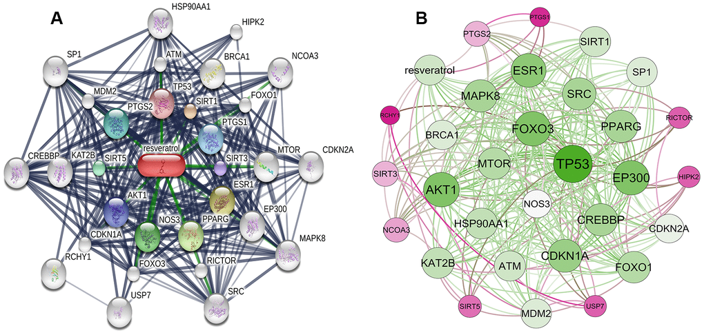 Construction of resveratrol-targeted genes interaction network. (A) Interaction network constructed using STITCH. First shell (chemical-protein): TP53, SIRT1, PTGS1, SIRT3, ESR1, PPARG, NOS3, AKT1, SIRT5, PTGS2. Second shell (protein-protein): ATM, BRCA1, FOXO1, MTOR, EP300, RICTOR, FOXO3, CDKN1A, KAT2B, MDM2. Third shell (protein-protein): HSP90AA1, HIPK2, NCOA3, CDKN2A, MAPK8, SRC, USP7, RCHY1, CREBBP, SP1. (B) Weighted interaction network indicating that TP53 had the highest weight.
