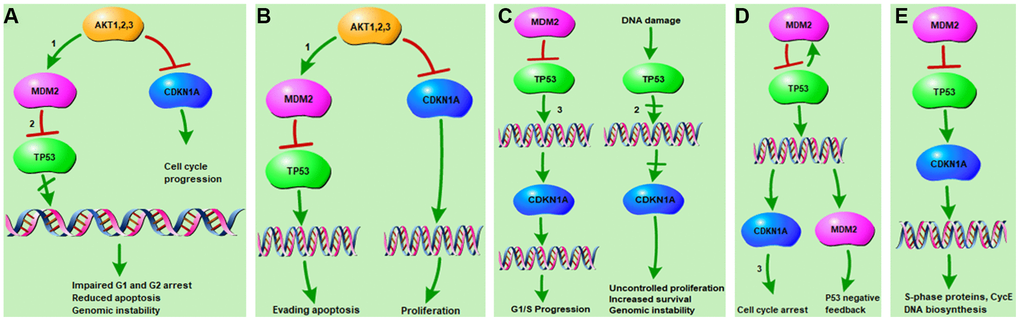 KEGG pathways related to resveratrol-targeted genes. (A) Resveratrol-targeted genes related to the Prostate cancer pathway. (1) The PI3K-Akt signaling pathway and (2) p53 signaling pathways are associated with impaired G1/G2 arrest, reduced apoptosis, and genomic instability. (B) Resveratrol-targeted genes related to pathways in cancer. (1) The PI3K-Akt signaling pathway is associated with apoptosis evasion and proliferation. (C) Resveratrol-targeted genes related to the glioma pathway. (2) The p53 signaling pathway and (3) cell cycle pathway are associated with G1/S progression, uncontrolled proliferation, increased survival, and genomic instability. (D) Resveratrol-targeted genes related to the p53 signaling pathway. (3) The cell cycle pathway is associated with cell cycle arrest and p53 negative feedback. (E) Resveratrol-targeted genes related to the cell cycle signaling pathway, which is associated with biosynthesis of S-phase proteins and CycE DNA.
