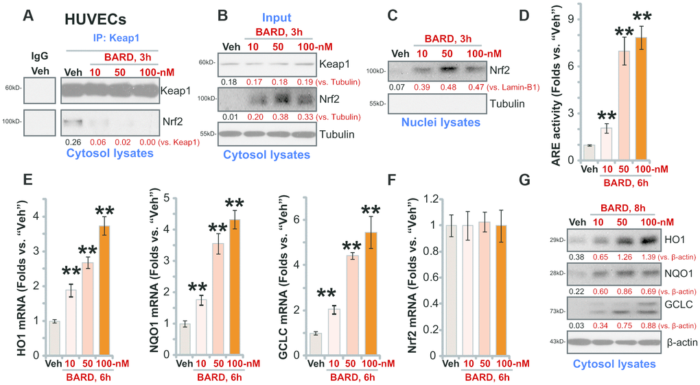 BARD robustly activates Nrf2 signaling cascade in HUVECs. Human umbilical vein endothelial cells (HUVECs) were treated with Bardoxolone Methyl (BARD, at 10-100 nM) and cultured for applied time periods, Nrf2-Keap1 binding was tested by a co-immunoprecipitation assay (A); Expression of listed protein in cytosol fraction lysates (B, G) and nuclear fraction lysates (C) was tested by Western blotting, with expression of listed Nrf2 pathway mRNAs examined by qPCR (E, F); The relatively ARE (antioxidant response element) activity was also tested (D). Expression of the listed proteins was quantified, normalizing to the indicated loading control protein. (A–C, G) Error bars stand for mean ± standard deviation (SD, n=5). “Veh” stands for vehicle control (same for all Figures). ** pvs. “Veh” (D, E) Each experiment was repeated five times to insure the consistency of experimental results.