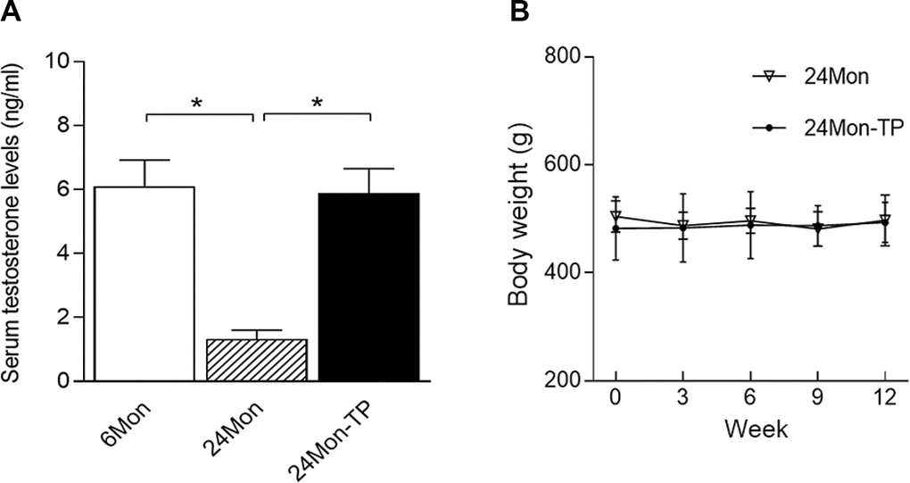 Serum testosterone levels and body weights. (A) Serum testosterone levels were significantly lower in 24Mon rats than in 6Mon rats. Supplementation of aged male rats with TP increased their serum testosterone concentrations to the level of 6Mon rats. (B) No differences in body weight were detected between 24Mon-TP and 24Mon rats. Data are expressed as the mean ± S.D. (n=12 rats/group). *P
