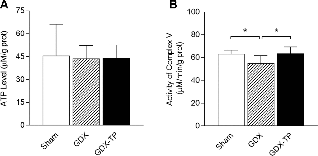 Effects of gonadectomy and TP replacement on ATP levels and mitochondrial complex V activity in the substantia nigra of adult male rats. (A) ATP levels. (B) Mitochondrial complex V activity. Data are expressed as the mean ± S.D. (n=6 rats/group). *P