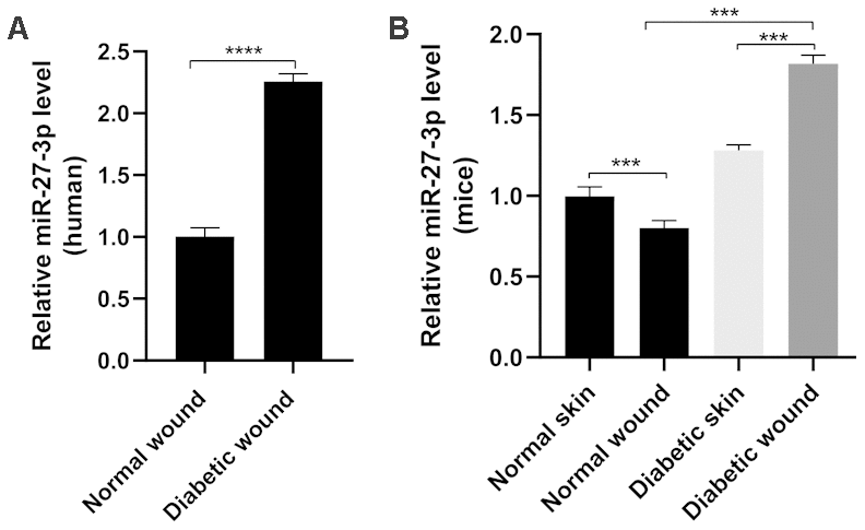 miR-27-3p is upregulated in fibroblasts from diabetic wounds. (A) miR-27-3p levels in fibroblasts from wounds in diabetic and otherwise healthy patients. (B) miR-27-3p level in fibroblasts from normal and wounds in diabetic and healthy mice.