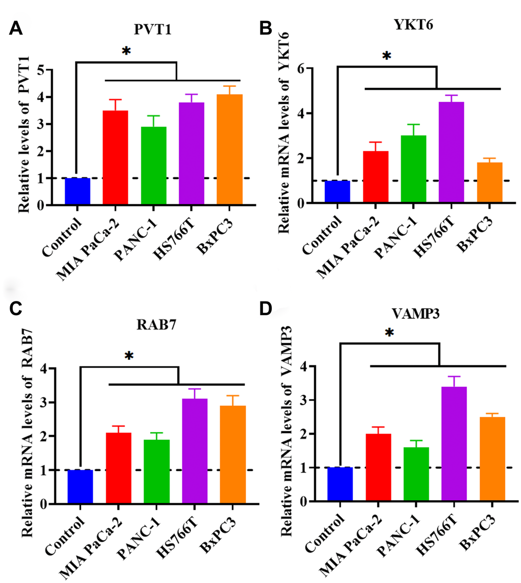 PVT1 and exosome secretion-associated factors are increased in PC cell lines. (A) The expression of PVT1 in PC cell lines. (B) The mRNA expression of YKT6 in PC cell lines. (C) The expression of RAB7 in PC cell lines. (D) The expression of VAMP3 in PC cell lines. *P 