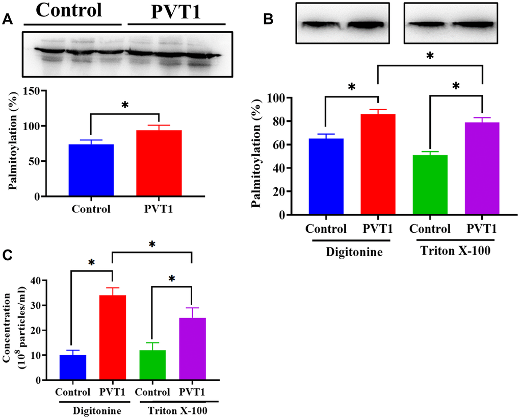 PVT1 stimulates exosome secretion via palmitoylation of YKT6. (A) The level of palmitoylation of YKT6 in PVT1-overexpressing HS766T cells. (B) The level of palmitoylation of YKT6 in PVT1-overexpressing HS766T cells treated with Digitonine (control) or Triton X-100 (palmitoylation inhibitor). (C) The concentration of exosomes derived from PVT1-overexpressing HS766T cells treated with Digitonine (control) or Triton X-100 (palmitoylation inhibitor). *P 