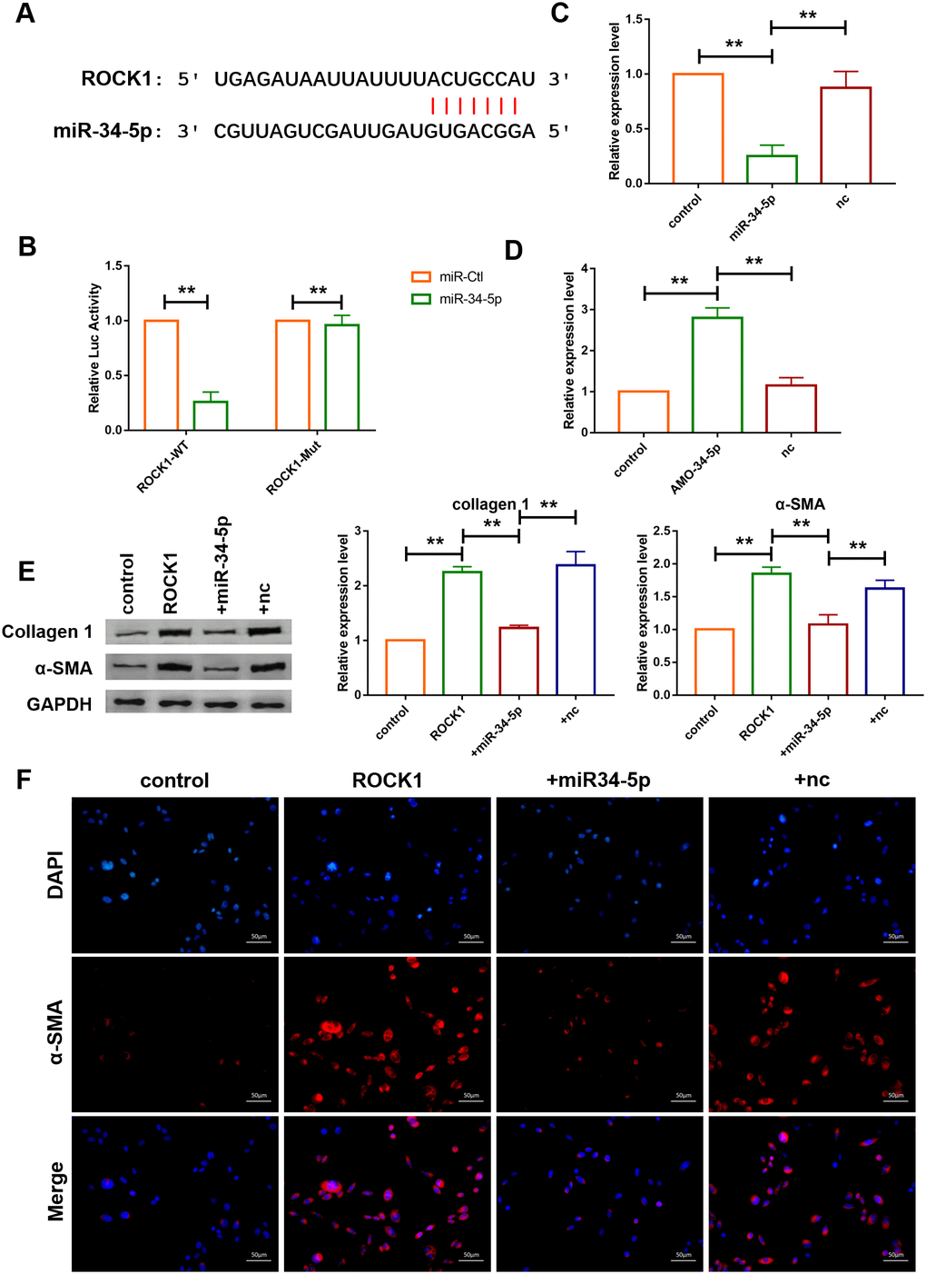 ROCK1 was a direct target of miR-34-5p and mediated the anti-fibrotic function of miR-34-5p. (A) The predicted binding sites of ROCK1 and miR-34-5p. (B) Luciferase reporter activities of chimeric vectors carrying the luciferase gene and a fragment of the 3’ UTR of ROCK1 containing the wild type or mutant miR-34-5p binding sites. Data was presented as mean ± SEM; two-tailed t test was used for the statistical analysis. n=5 independent cell cultures. (C, D) qRT-PCR analysis showing that overexpression of miR-34-5p inhibited the mRNA level of ROCK1 and AMO-34-5p transfection elevated the mRNA level of ROCK1; GAPDH mRNA served as an internal control. Data was presented as mean ± SEM; one-way ANOVA was used for the statistical analysis. n=5 independent cell cultures. (E) Protein levels of collagen 1 and α-SMA were measured by western blotting; GAPDH served as an internal control. Data was presented as mean ± SEM; one-way ANOVA was used for the statistical analysis. n=6 independent cell cultures. (F) Representative images of immunofluorescence staining showing that overexpression of miR-34-5p diminished fibroblast-myofibroblast transition induced by forced expression of ROCK1. Scale bars represented 50 μm. **P