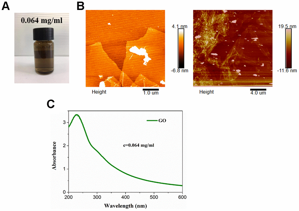 Characterization of angiopep-2 polypeptide-modified and doxorubicin-loaded graphene oxide (ANG-Dox-GO). (A) The appearance of commercial GO. (B) The representative images of ANG-Dox-GO using atomic force microscopy. (C) The ultraviolet visible absorption spectra of ANG-Dox-GO.