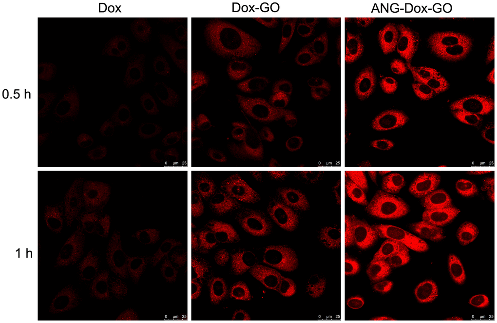 Cellular uptake of Dox, doxorubicin-loaded graphene oxide (Dox-GO) or angiopep-2 polypeptide-modified and doxorubicin-loaded graphene oxide (ANG-Dox-GO) by U87 MG cells. Confocal images of U87 MG cells treated with Dox, Dox-GO or ANG-Dox-GO at 10 μg/mL of Dox for 0.5 and 1 h.