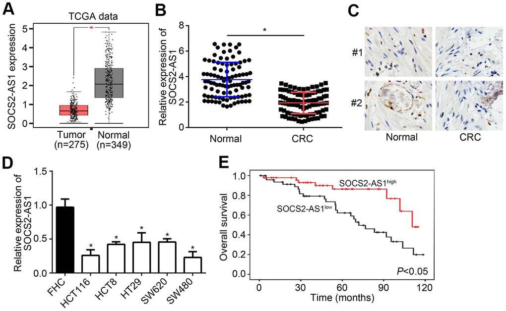 SOCS2-AS1 was downregulated in CRC. (A) Expression of SOCS2-AS1 in CRC and normal tissues according to TCGA data. GEPIA tool (http://gepia.cancer-pku.cn/detail.php) was used to analyze TCGA data. (B) Relative expression of SOCS2-AS1 in CRC and corresponding normal tissues was analyzed by qRT-PCR. (C) Analysis of SOCS2-AS1 level in CRC tissues and paired normal tissues by in situ hybridization (ISH). (D) Relative expression of SOCS2-AS1 in CRC cell lines. (E) Overall survival rate was plotted based on SOCS2-AS1 expression levels in CRC tissues. *P