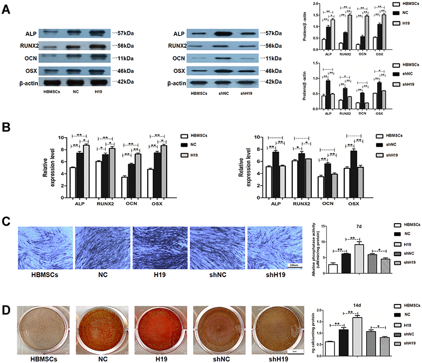 LncRNA-H19 in HAMSCs promotes osteogenic differentiation of HBMSCs. (A) Protein levels of ALP, RUNX2, OCN, and OSX were assessed by western blot assay in HBMSCs, NC, H19, shNC and shH19 groups. (B) Relative mRNA expressions of ALP, RUNX2, OCN and OSX were measured by RT-PCR analysis in HBMSCs, NC, H19, shNC and shH19 groups. (C) ALP staining and activity in HBMSCs, NC, H19, shNC, and shH19 groups. Scale bar, 100 μm. (D) Alizarin red staining and quantification in HBMSCs, NC, H19, shNC, and shH19 groups. Scale bar, 1cm. Data are shown as mean ± SD. *P 