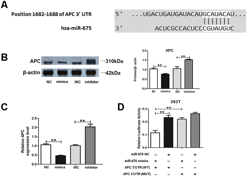 MiR-675 downregulates APC expression in HAMSCs. (A) The potential binding sites between APC and miR-675 predicted by biological software. (B) Protein level of APC was assessed by western blot assay in NC, mimics, iNC and inhibitor groups. (C) Relative mRNA expression of APC was measured by RT-PCR analysis in NC, mimics, iNC and inhibitor groups. (D) Luciferase reporter assay was used to validate the target in 293T cells. Relative Renilla luciferase activity was normalized to that of firefly luciferase. Data are shown as mean ± SD. **P 