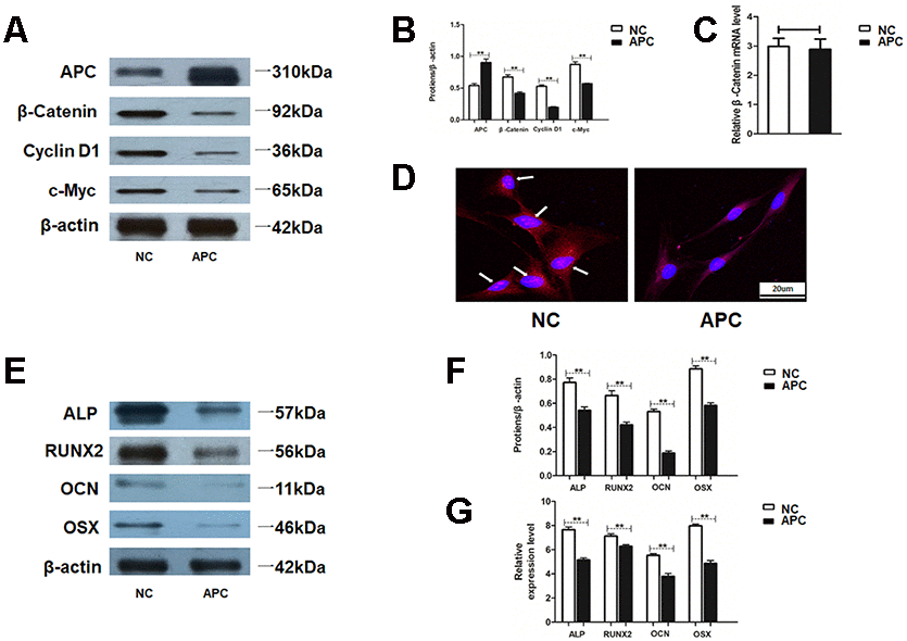 APC inhibits Wnt/β-catenin pathway and HAMSCs-droved osteogenesis. (A, B) Protein levels of β-catenin, Cyclin D1 and c-Myc were assessed by western blot assay in NC and APC groups. (C) Relative mRNA expression of β-catenin was measured by RT-PCR analysis in NC and APC groups. (D) Immunofluorescence staining showed the β-catenin location in NC and APC groups. Scale bar, 20 μm. (E, F) Protein levels of ALP, RUNX2, OCN and OSX were assessed by western blot assay in NC and APC groups. (G) Relative mRNA expressions of ALP, RUNX2, OCN, and OSX were measured by RT-PCR analysis in NC and APC groups. Data are shown as mean ± SD. **P 