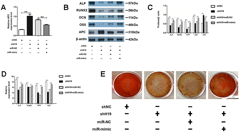 MiR-675 mimic could rescue the shH19 mediated inhibitory effects. (A) Relative mRNA expression of APC was measured by RT-PCR analysis. (B, C) Protein levels of ALP, RUNX2, OCN, OSX, and APC were assessed by western blot assay. (D) Relative mRNA expressions of ALP, RUNX2, OCN, and OSX were measured by RT-PCR analysis. (E) Alizarin red staining analysis. Scale bar, 1 cm. Data are shown as mean ± SD. *P 