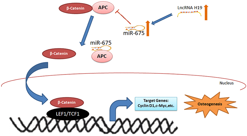 The schematic diagram for lncRNA-H19/miR-675/APC/Wnt/β-catenin axis in this study.