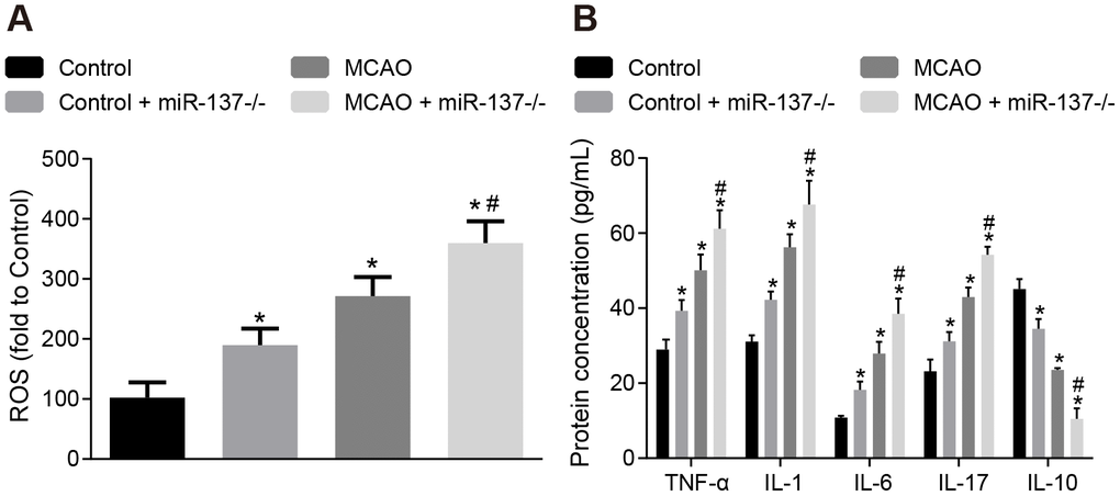 Downregulation of miR-137 increases oxidative stress and inflammatory response in brain tissues from MCAO mice. (A) ROS content in brain tissues from miR-137-/- mice after staining with a DCFH-DA fluorescently-labeled probe; (B) TNF-α, IL-1, IL-6, IL-17 and IL-10 expression in brain tissues from miR-137-/- mice using ELISA. Data are expressed as mean ± standard deviation and compared by one-way ANOVA, followed by Tukey's post hoc test. * p vs. control group (sham-operated wild-type mice); # p vs. MCAO group (wild-type mouse models of MCAO). N = 15.