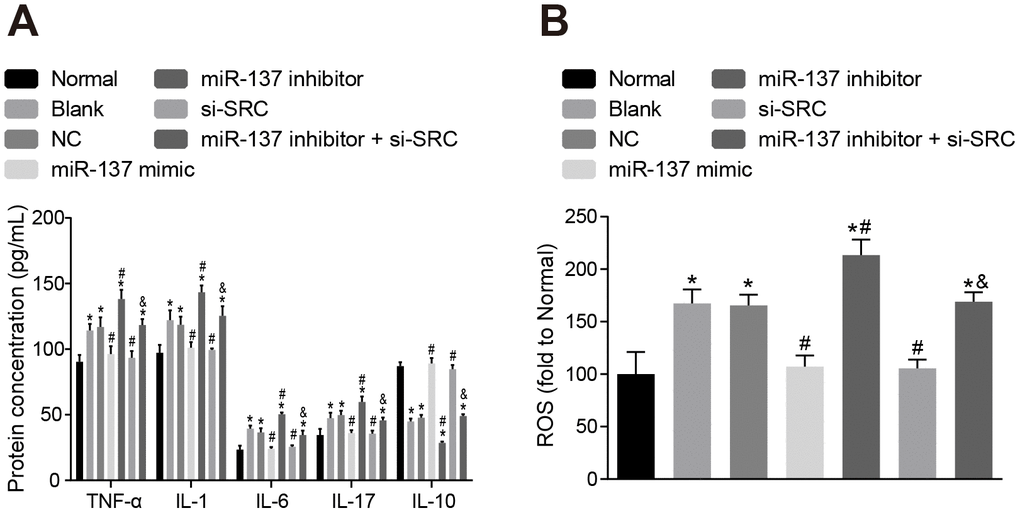 Up-regulation of miR-137 or inhibition of Src inhibits the secretion of inflammatory cytokines and the degree of oxidative stress in astrocytes. (A) The expression of inflammatory markers in astrocytes using ELISA; (B) quantitation of ROS in astrocytes for each treatment group using the DCFH-DA fluorescent probe. Measurement data were expressed as mean ± standard deviation and compared using one-way ANOVA, followed by Tukey's post hoc test. * p vs. normal astrocytes; # p vs. OGD-induced astrocytes treated with negative controls; & p vs. astrocytes treated with miR-137 inhibitor. The experiment was repeated 3 times independently.