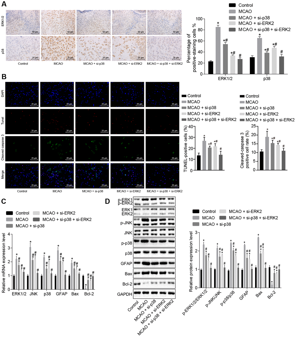 Inhibition of the p38 or ERK2 signaling pathway decreases cell apoptosis in brain tissues of MCAO mice. (A) ERK1/2 and p38 expression levels in the brain tissues of mice after treatment with si-p38, si-Erk2 alone or in combination were determined by immunohistochemistry (× 200); (B) immunofluorescence of cleaved caspase 3, TUNEL staining, and DAPI staining in brain tissues from mice treated with si-p38 or si-Erk2 alone or in combination (× 400); (C) mRNA levels of Erk2, Jnk, p38, Gfap, Bax or Bcl-2 in brain tissues of mice treated with si-p38 or si-Erk2 alone or in combination detected using RT-qPCR; (D) protein level of GFAP, Bax and Bcl-2 along with the extent of ERK1/2, JNK and p38 phosphorylation in brain tissues of mice treated with si-p38 or si-Erk2 alone or in combination detected using Western blot analysis. Measurement data are expressed as mean ± standard deviation and compared using one-way ANOVA, followed by Tukey's post hoc test. * p vs. control group (sham-operated wild-type mice); # p vs. MCAO group (wild-type mouse models of MCAO). N = 15.