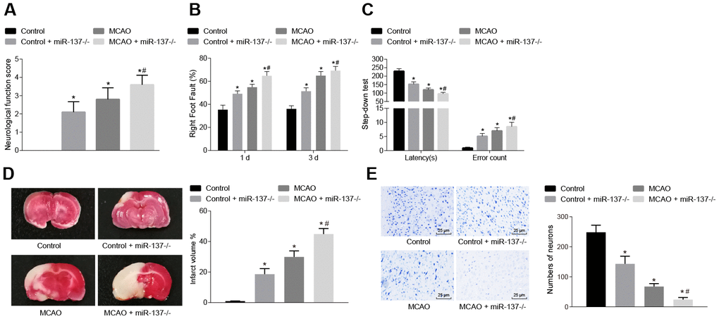 Downregulated miR-137 accelerates cerebral infarction and impairs neuronal functions and learning and memory abilities in MCAO mice. (A) neurological function scores in miR-137-/- mice; (B) rate of left limb fault step of miR-137-/- mice by foot-fault test; (C) latency period and number of errors of miR-137-/- mice in the step-down test; (D) changes in volume of infarct of miR-137-/- mice using TTC staining; (E) changes in number of neurons in miR-137-/- mice using Nissl staining (× 400). Measurement data are expressed as mean ± standard deviation and compared using one-way ANOVA, followed by Tukey's post hoc test. * p vs. control group (sham-operated wild-type mice); # p vs. MCAO group (wild-type mouse models of MCAO). N = 15.