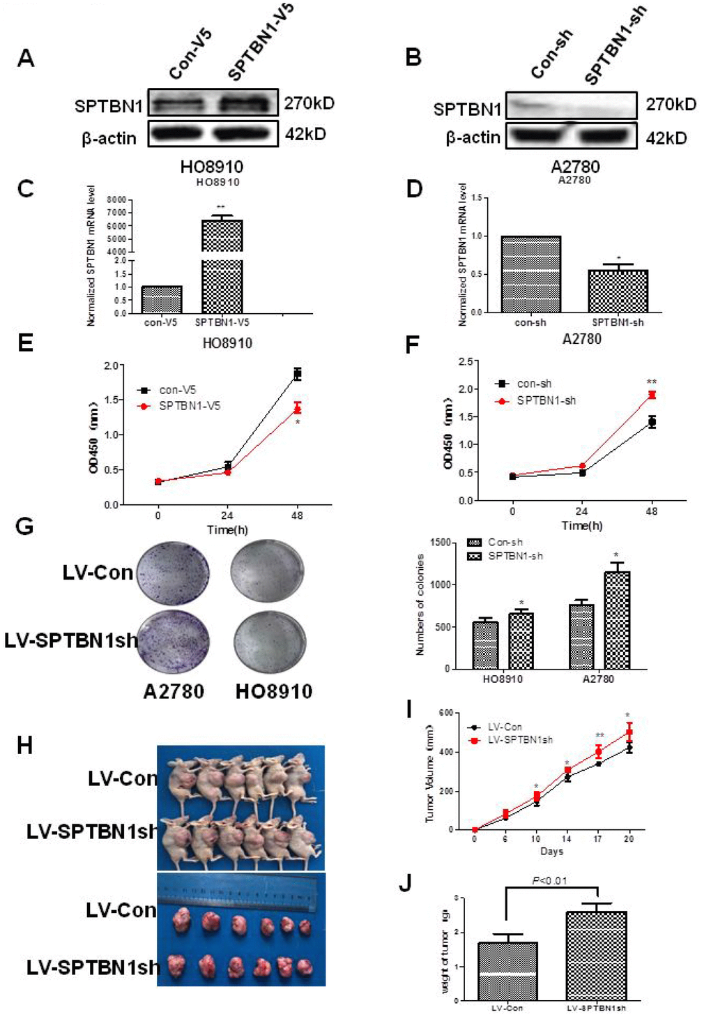 SPTBN1 inhibits the growth of epithelial ovarian cancer cells in vitro and in vivo. (A, B) The protein level of SPTBN1 was detected by western blot. (C, D) The mRNA level of SPTBN1 was analyzed by real-time PCR. SPTBN1 was overexpressed in HO8910 cells but decreased in A2780 cells after transfection with the SPTBN1-V5 or SPTBN1-sh plasmid, respectively. *P P E, F) Cell viability was evaluated by CCK8 assay. **P P G) Cell proliferation was assessed by colony formation assay. Loss of SPTBN1 promotes the proliferation of A2780 and HO8910 cells. *P H–J) Mouse xenograft tumors derived from A2780 cells. Loss of SPTBN1 promotes the growth of epithelial ovarian cancer cells in vivo. (H) Images of mice with tumors (upper) and harvested tumors for each treatment group (lower). (I) Tumor growth curves. (J) Tumor weight at sacrifice. *P P 