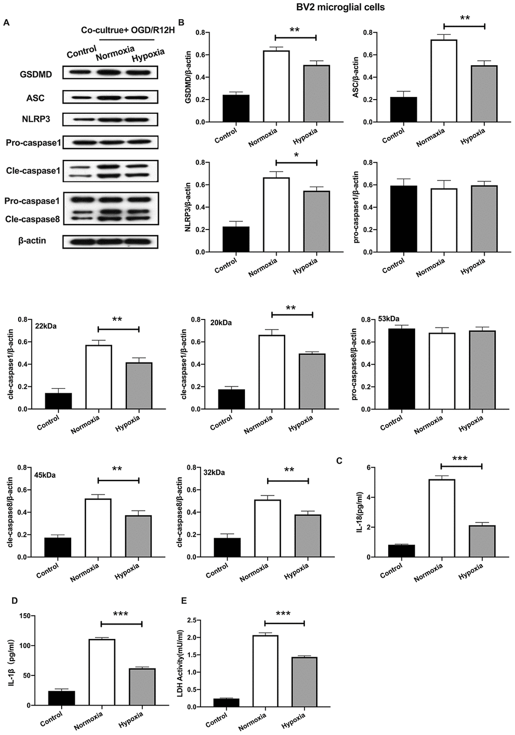 Hypoxia-preconditioned OM-MSCs attenuated cerebral OGD/R-induced pyroptosis in BV2 microglial cells. (A, B) Expression of NLRP3, ASC, pro-caspase1, cleaved-caspase1, pro-caspase8, cleaved-caspase8 and GSDMD in BV2 microglial cells as quantified by Western blotting analysis. (C, D) Level of IL-1β and IL-18 in BV2 microglial cells as measured using ELISA. (E) The level of LDH activity in BV2 microglial cells as measured by ELISA. All data are presented as the mean value ±SD. *p