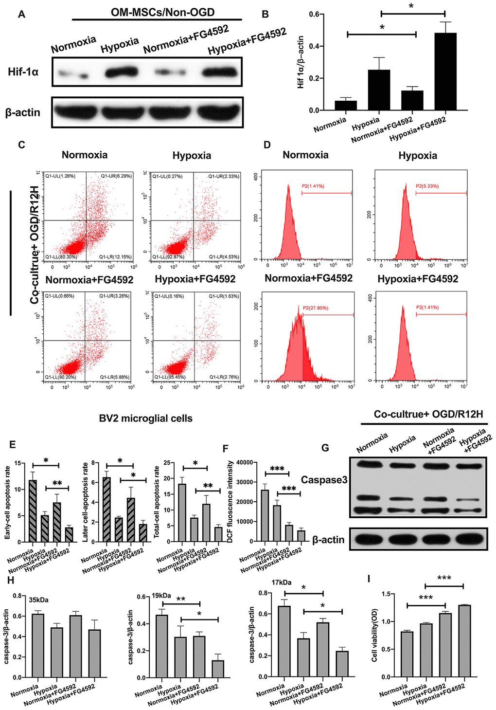 Induction of HIF-1α in OM-MSCs by FG-4592 inhibited cerebral OGD/R-induced apoptosis in BV2 microglial cells. (A, B) The successful overexpression of HIF-1α in OM-MSCs was confirmed by Western blotting. (C, E) The apoptosis rate of BV2 microglial cells was determined by flow cytometry with Annexin V/PI staining in each group. (D, F) Production of ROS levels in BV2 microglial cells was measured by flow cytometry. (G, H) The protein expression of caspase3 in BV2 microglial cells was quantified by Western blotting analysis. (I) The viability of BV2 microglial cells was evaluated with MTT assay. All data are presented as the mean value ±SD. *p