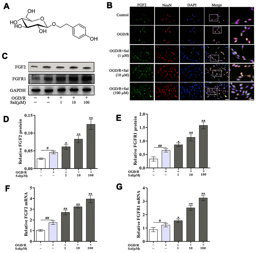 Sal increases FGF2 and FGFR1 expression in PC12 cells after OGD/R. (A) The chemical structure of Sal. (B) Double staining for FGF2-positive (green) and NeuN-positive (red) neurons (scale bars are 20 μm and 10 μm). (C–E) Representative western blot bands and protein expression of FGF2 and FGFR1 in PC12 cells. GAPDH was used as a protein loading control and for band density normalization. (F, G) The mRNA expression levels of FGF2 and FGFR1. Values are expressed as the mean ± SD. #p ##p *p **p 