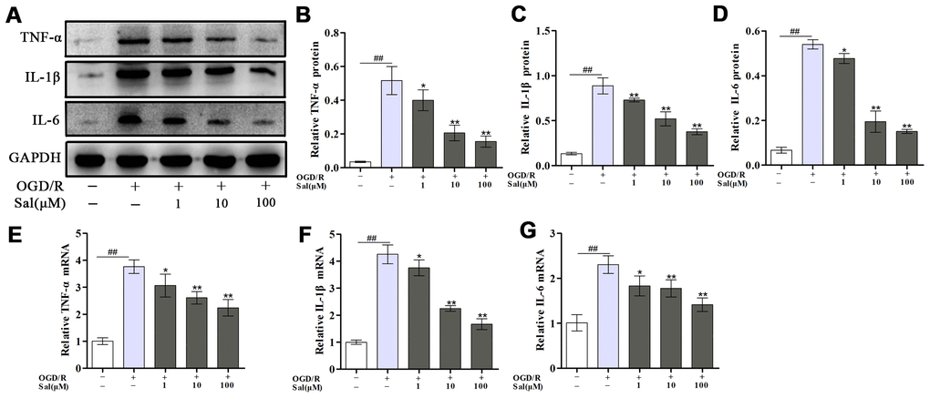 Sal inhibits OGD/R-induced proinflammatory cytokine secretion. (A–D) Optical density analysis of the TNF-α, IL-1β and IL-6 proteins. (E–G) The mRNA expression levels of TNF-α, IL-1β and IL-6. Values are expressed as the mean ± SD. #p ##p *p **p 