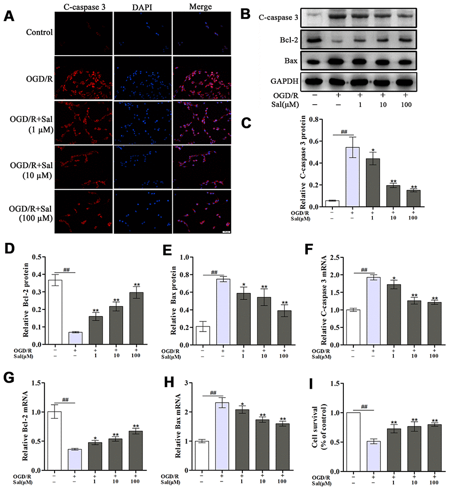 Sal prevents OGD/R-induced neuronal apoptosis. (A) Immunofluorescence staining of c-caspase 3 (the scale bar is 20 μm). (B–E) Representative western blot bands and protein expression of c-caspase 3, Bcl-2 and Bax in each group. (F–H) QPCR data showing the mRNA expression levels of c-caspase 3, Bcl-2 and Bax. (I) The CCK-8 assay was performed to assess cell proliferation. Values are expressed as the mean ± SD. #p ##p *p **p 