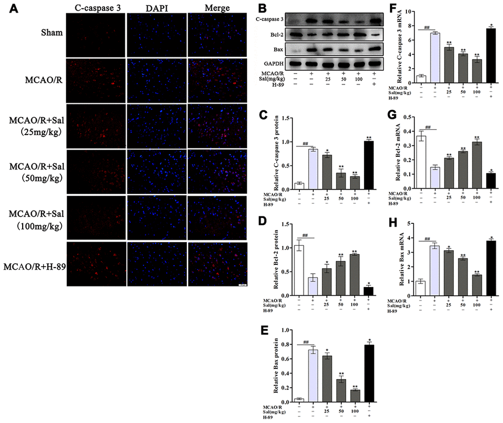 Sal attenuates neuronal apoptosis after MCAO/R. (A) Immunofluorescence staining of c-caspase 3 in sections from the ischemic penumbra in each group on day 7 post-MCAO/R (the scale bar is 20 μm). (B–E) Protein expression of c-caspase 3, Bcl-2 and Bax from the ischemic penumbra. (F–H) QPCR results of c-caspase 3, Bcl-2 and Bax expression. Values are expressed as the mean ± SD. #p ##p *p **p 