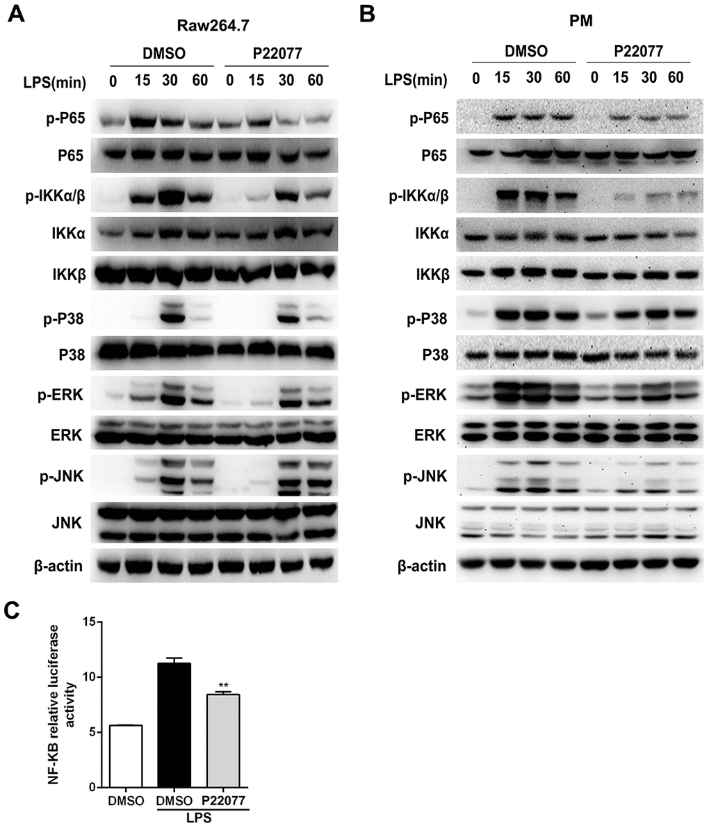 P22077 inhibits the activation of NF-κB and MAPKs signaling pathways in LPS-stimulated Raw264.7 cells and mouse peritoneal macrophages. (A) Raw264.7 cells were pretreated with DMSO and P22077 (7.5 μM) for 2 h, and then stimulated with LPS (100 ng/ml) for the indicated times and analyzed the indicated proteins by immunoblot. (B) Mouse peritoneal macrophages were pretreated with DMSO and P22077 (7.5 μM) for 2 h, and then stimulated with LPS (100 ng/ml) for the indicated times and analyzed the indicated proteins by immunoblot. (C) RAW 264.7 cells were transfected with NF-κB luciferase reporter plasmid and Renilla luciferase construct phRL-TK plasmid for 24 h and pretreated with the P22077 (7.5 μM) for 2 h before stimulation with 100ng/ml LPS for 4 h and luciferase activity was measured. Similar results were obtained from three independent experiments and data were presented as mean ± SD of one representative experiment. **P