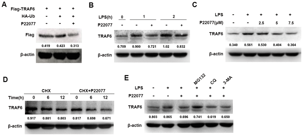 P22077 promotes the degradation of TRAF6. (A) HEK293T cells were transfected with Flag-TRAF6 and HA-Ub plasmid for 24h, and then treated with or without P22077 (7.5 μM) for 6 h, the Flag-TRAF6 protein was detected by immunoblot. (B) Mouse peritoneal macrophages were pretreated with or without P22077 (7.5 μM) for 2 h, and then stimulated with LPS (100 ng/mL) for 1 and 2 h. Immunoblot assay was used to analyze TRAF6 protein. (C) Mouse peritoneal macrophages were pretreated with various dose of P22077 (0, 2.5, 5 and 7.5 μM) for 2 h, and then stimulated with LPS (100 ng/mL) for 1 h. Immunoblot assay was used to analyze TRAF6 protein. (D) Mouse peritoneal macrophages were treated with cycloheximide (100 μg/ml) in the absence or presence of P22077 (7.5 μM) for 0, 6 and 12 h. Immunoblot assay was used to analyze TRAF6 protein. (E) Mouse peritoneal macrophages were pretreated with P22077 (7.5 μM), MG132 (20 μM), Chloroquine (50μM) or 3-MA (1 mM) for 2 h, and then stimulated with LPS (100 ng/mL) for 1 h. Immunoblot assay was used to analyze TRAF6 protein. Numbers below lanes indicated densitometry of the protein presented relative to β-actin. Similar results were obtained from three independent experiments and data were presented of one representative experiment.
