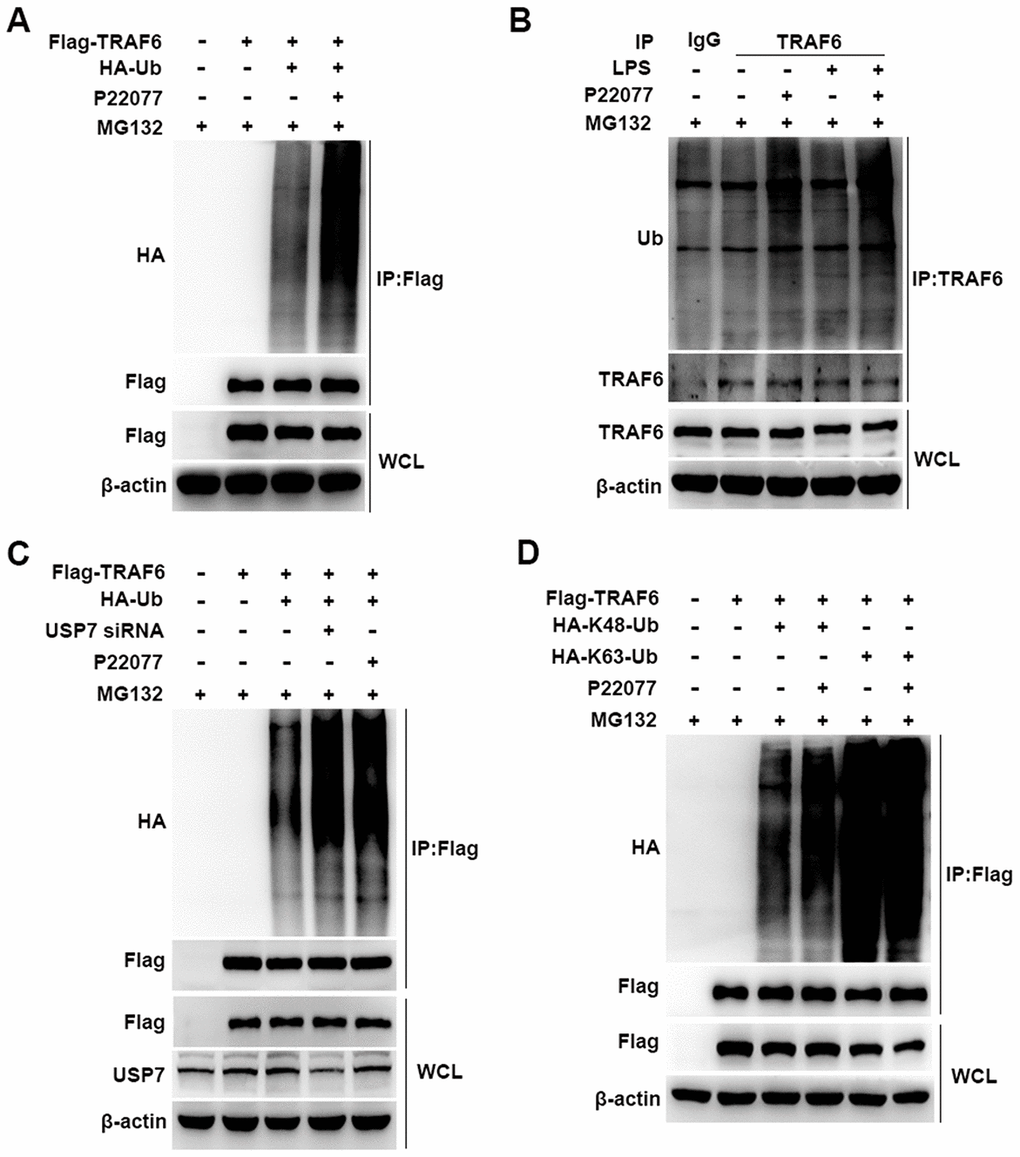 P22077 promotes the K48-linked ubiquitination of TRAF6. (A) HEK293T cells were transfected with Flag-TRAF6 and HA-Ub plasmid for 24h and then treated with P22077 (7.5 μM) and MG132 (20 μM) for 6 h, immunoprecipitation assay was used to detect ubiquitination level of TRAF6. (B) Mouse peritoneal macrophages were pretreated with P22077 (7.5 μM) and MG132 (20 μM) for 2 h, and then stimulated with LPS (100 ng/mL) for 1 h. Immunoprecipitation assay was used to analysis of TRAF6 protein ubiquitination level. (C) HEK293T cells were knockdown USP7, and transfected with Flag-TRAF6, HA-Ub, and then treated with P22077 (7.5 μM) and MG132 (20 μM) for 6 h, immunoprecipitation assay was used to detect the ubiquitination level of TRAF6. (D) HEK293T cells were transfected with Flag-TRAF6, HA-K48-Ub and HA-K63-Ub plasmid for 24h and then treated with P22077 (7.5 μM) and MG132 (20 μM) for 6 h, immunoprecipitation assay was used to detect the K48 and K63 sites of TRAF6 ubiquitination. Similar results were obtained from three independent experiments and data were presented of one representative experiment.
