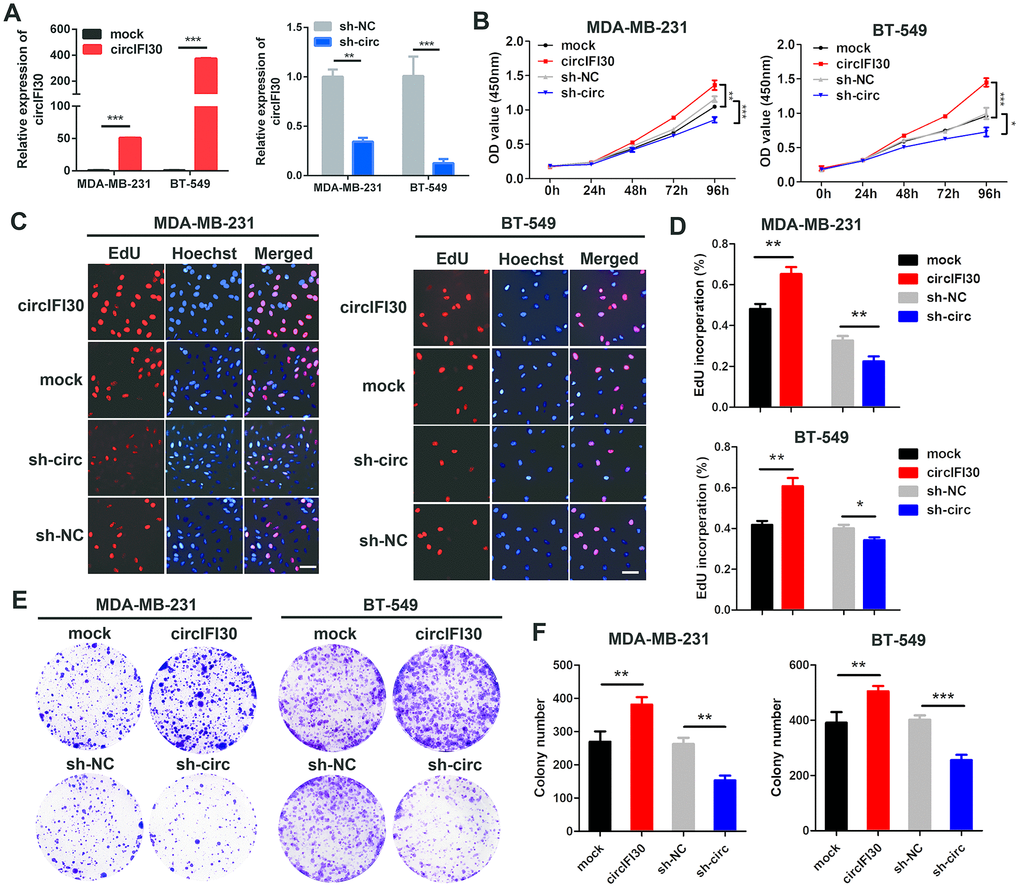 circIFI30 promotes TNBC cell proliferation. (A) Relative expression of circIFI30 was determined in TNBC cells transfected with circIFI30 expression vector, mock, sh-circ or sh-NC by qRT-PCR. (B) The cell viability was measured in TNBC cells transfected with indicated vectors by CCK-8 assay. (C, D) The cell proliferation ability was detected in TNBC cells after transfection with indicated plasmids by EdU assay. Scale bar, 50 μm. (E, F) Cell survival was evaluated in TNBC cells transfected with indicated plasmids by colony formation assay. Data were showed as mean ± SD, *P P P 