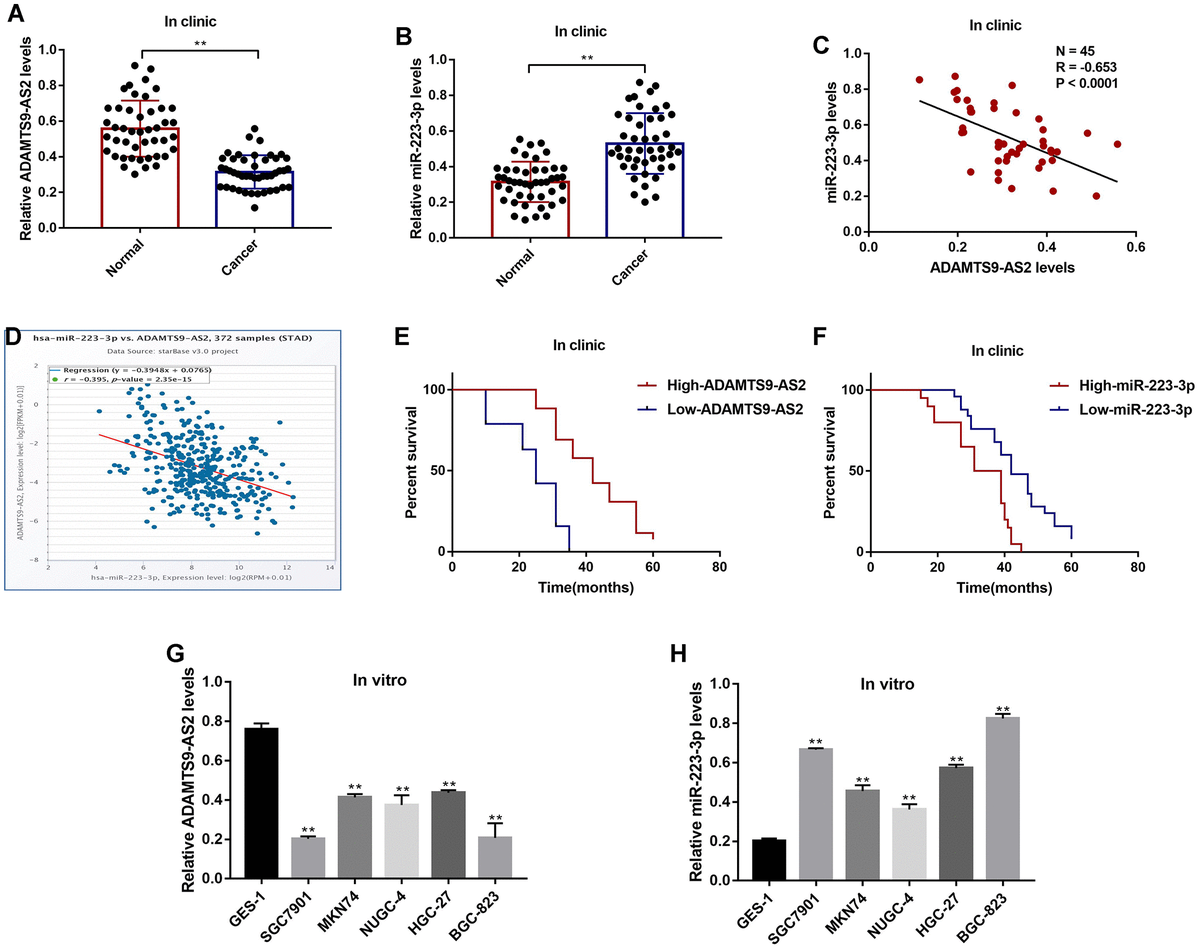 Lncrna adamts9-as2 inhibits gastric cancer (gc) development and