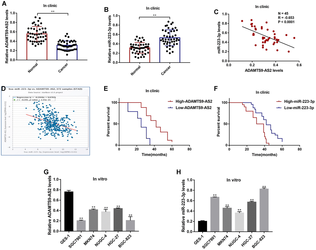 The expression status of LncRNA ADAMTS9-AS2 and miR-223-3p in GC clinical specimens and cell lines. Real-Time qPCR was used to examine the levels of (A) LncRNA ADAMTS9-AS2 and (B) miR-223-3p in cancer tissues and adjacent normal tissues collected from GC patients. (C) Pearson correlation analysis was conducted to analyze the correlation of LncRNA ADAMTS9-AS2 and miR-223-3p in GC tissues. (D) Pan-cancer analysis was performed to analyze the correlation of LncRNA ADAMTS9-AS2 and miR-223-3p for 372 specimens from the patients with stomach adenocarcinoma (STAD). (E, F) Kaplan-Meier survival analysis was performed to determine prognosis of GC patients with differential LncRNA ADAMTS9-AS2 and miR-223-3p expressions. Real-Time qPCR was used to measure the levels of (G) LncRNA ADAMTS9-AS2 and (H) miR-223-3p in GES-1 cells and GC cells. Each experiment repeated at least 3 times. **P 