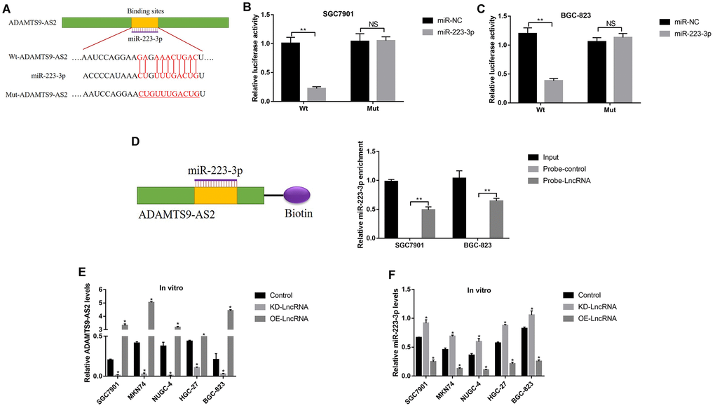 LncRNA ADAMTS9-AS2 acted as a RNA sponge to regulate miR-223-3p in GC cells. (A) The targeting sites of LncRNA ADAMTS9-AS2 and miR-223-3p were predicted by using the online starBase software (http://hopper.si.edu/wiki/mmti/Starbase). Dual-luciferase reporter gene system was used to verify the binding sites in (B) SGC7901 cells and (C) BGC-823 cells, respectively. (D) RIP was performed to measure the binding abilities of LncRNA ADAMTS9-AS2 and miR-223-3p. Real-Time qPCR was used to examine the expression levels of (E) LncRNA ADAMTS9-AS2 and (F) miR-223-3p in GC cells. Each experiment repeated at least 3 times. “NS” represented “no statistical significance”, *P P 