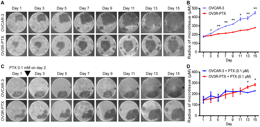 Observation of micro-sphere in 3D cell culture. OVCAR-3 and OV3R-PTX cells grew in 3D culture for 15 days. (A) Micro-sphere grew in 3D culture without PTX treatment. The pictures were taken by phase-contrast microscopy every 2 days. (B) Quantitative analysis of sphere diameter from A (n = 3 independent experiments). (C) Micro-sphere grew in 3D culture with PTX treatment. Cells were cultured in the presence of 0.1 μM PTX on day 2 and pictures were taken by phase-contrast microscopy every 2 days. (D) Quantitative analysis of sphere diameter from C (n = 3 independent experiments). Representative images are shown. An inverted triangle indicates one-shot treatment. Original magnification, × 100. *, P P 