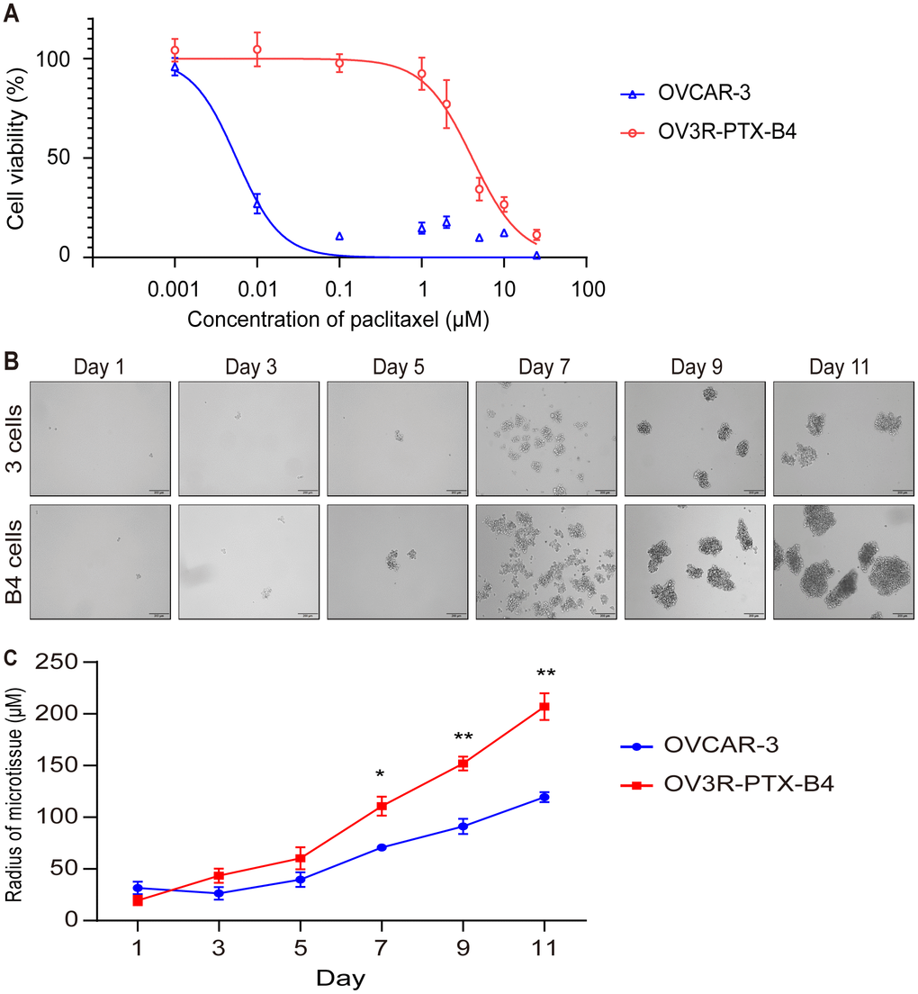 Confirmation of monoclonal PTX-resistant cells. (A) Cell viability curve. The viability of OVCAR-3 and OV3R-PTX-B4 cells that resisted to PTX were evaluated by the CCK-8 assay. OVCAR-3 and OV3R-PTX-B4 cells (4000 cells/well) were treated with PTX in a dose-dependent study (0.001 0.01, 0.1, 1, 2, 5, 10, and 25 μM/ml) for 48 h. (B) Capacity of spheroid formation. OVCAR-3 and OV3R-PTX-B4 cells were cultured in serum-free DMEM/F12 medium with EGF, bFGF, heparin, and B27 supplements under a low-adhesive condition for 11 days. The pictures were taken by phase-contrast microscopy every 2 days. Representative images are shown. (C) Quantitative analysis of spheroid diameter from B. n = 3 independent experiments; *, P P 