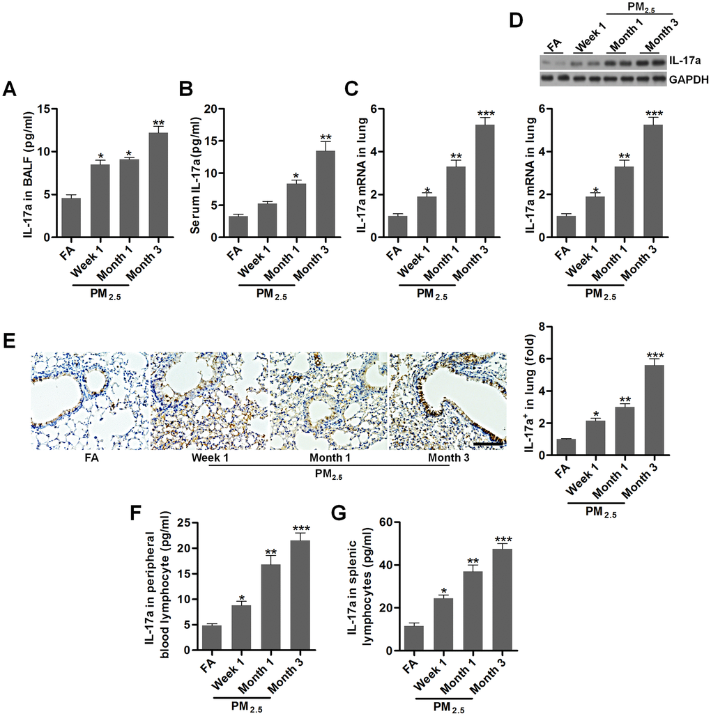 PM2.5 enhances IL-17a expression in mice. (A, B) IL-17a contents in BALF and serum were measured by ELISA, respectively (n = 8). (C) RT-qPCR, (D) western blotting and (E) IHC analysis of IL-17a in lung tissues of mice challenged with PM2.5 for the indicated time (n = 6). Scale bar, 100 μm. (F, G) IL-17a levels in the peripheral blood lymphocytes and in splenic lymphocytes were calculated using ELISA analysis (n = 8). All data are expressed as mean ± SEM. *p, **p and ***p compared to the FA group.