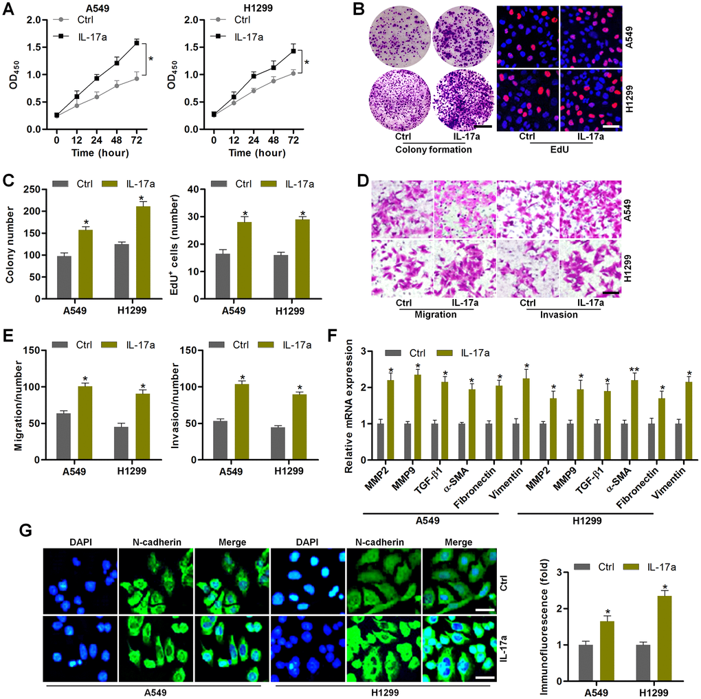 IL-17a treatment promotes the proliferation and EMT in NSCLC cells. (A–G) A549 and H1350 cells were treated with or without IL-17a (100 ng/ml) for 24 h, and then were collected for the following studies. (A) CCK-8 analysis was used to determine the cell proliferative activity. (B) Colony formation and EdU assays were used to determine the cell proliferative condition. Scale bar, 100 μm. (C) Quantification of the number of cells by colony formation and EdU analysis. (D) Transwell analysis was used to calculate the number of cells in migration and invasion. Scale bar, 100 μm. (E) Quantification of the counts of the migrated and invaded cells. (F) RT-qPCR analysis was used to measure EMT-associated genes in A549 and H1350 cells. (G) IF staining of N-cadherin in A549 and H1350 cells. Scale bar, 50 μm. All data are expressed as mean ± SEM. *p and **p compared to the Ctrl group.