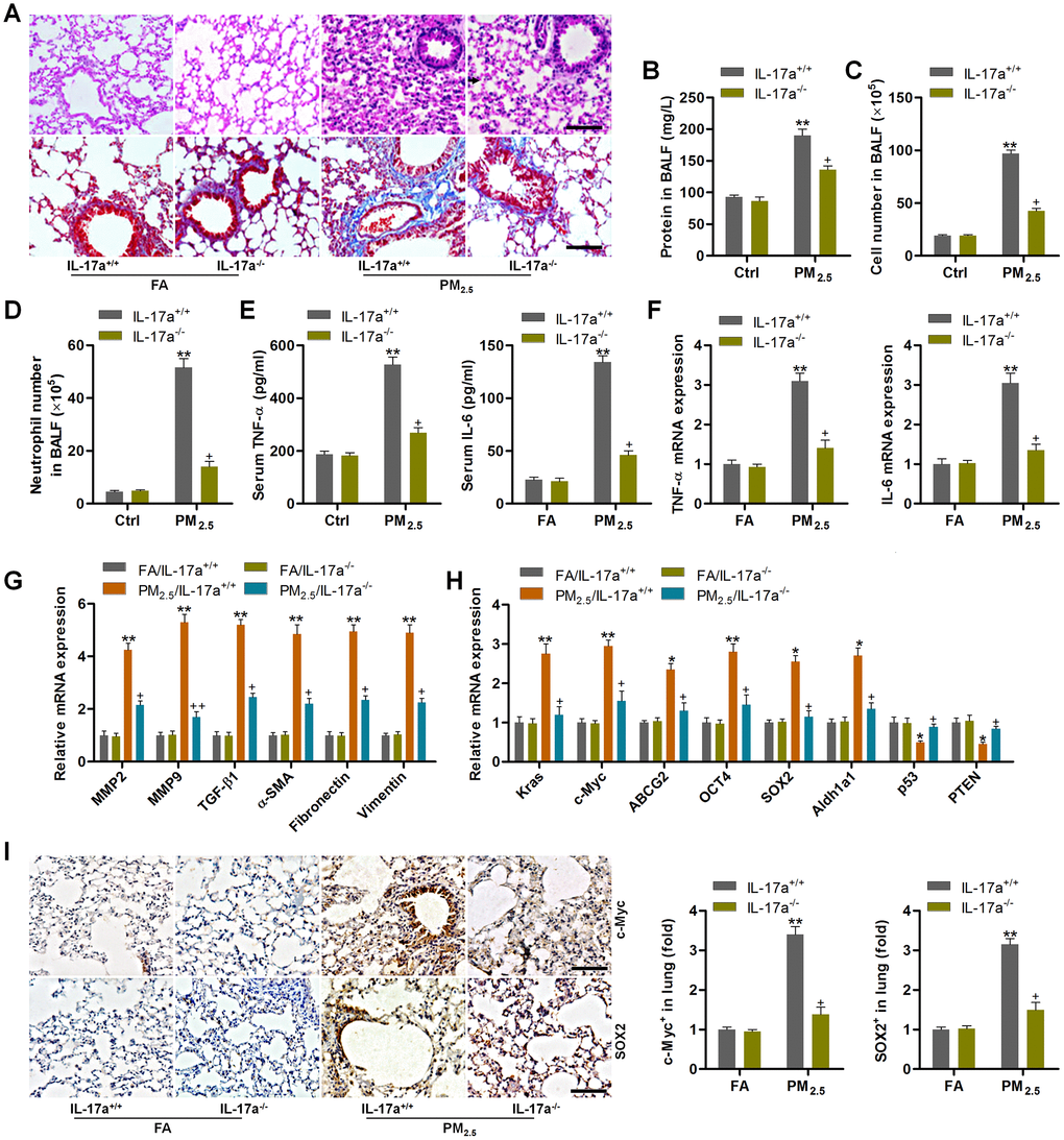 IL-17a knockout alleviates pulmonary injury and cancer stem cell properties in mice following PM2.5 exposure for 3 months. (A) H&E staining (up panel) and Masson trichrome staining (down panel) of lung sections from IL-17a+/+ and IL-17a-/- mice challenged with or without PM2.5 for 3 months (n = 6). Scale bar, 100 μm. (B) Protein levels in BALF were measured (n = 8). (C) The total number of cells in BALF was assessed (n = 8). (D) The number of neutrophils in BALF was measured (n = 8). (E) Serum TNF-α and IL-6 levels in mice were measured by ELISA (n = 8). (F) TNF-α and IL-6 mRNA levels in the pulmonary samples were determined using RT-qPCR analysis (n = 4). (G) Fibrosis-associated genes as shown were tested using RT-qPCR analysis (n = 4). (H) Genes associated with lung cancer progression were calculated using RT-qPCR analysis (n = 4). (I) IHC staining of c-Myc and SOX2 in pulmonary sections from the indicated groups of mice (n = 6). Scale bar, 100 μm. All data are expressed as mean ± SEM. *p and **p compared to the FA/IL-17a+/+ group; +p compared to the PM2.5/IL-17a+/+ group.