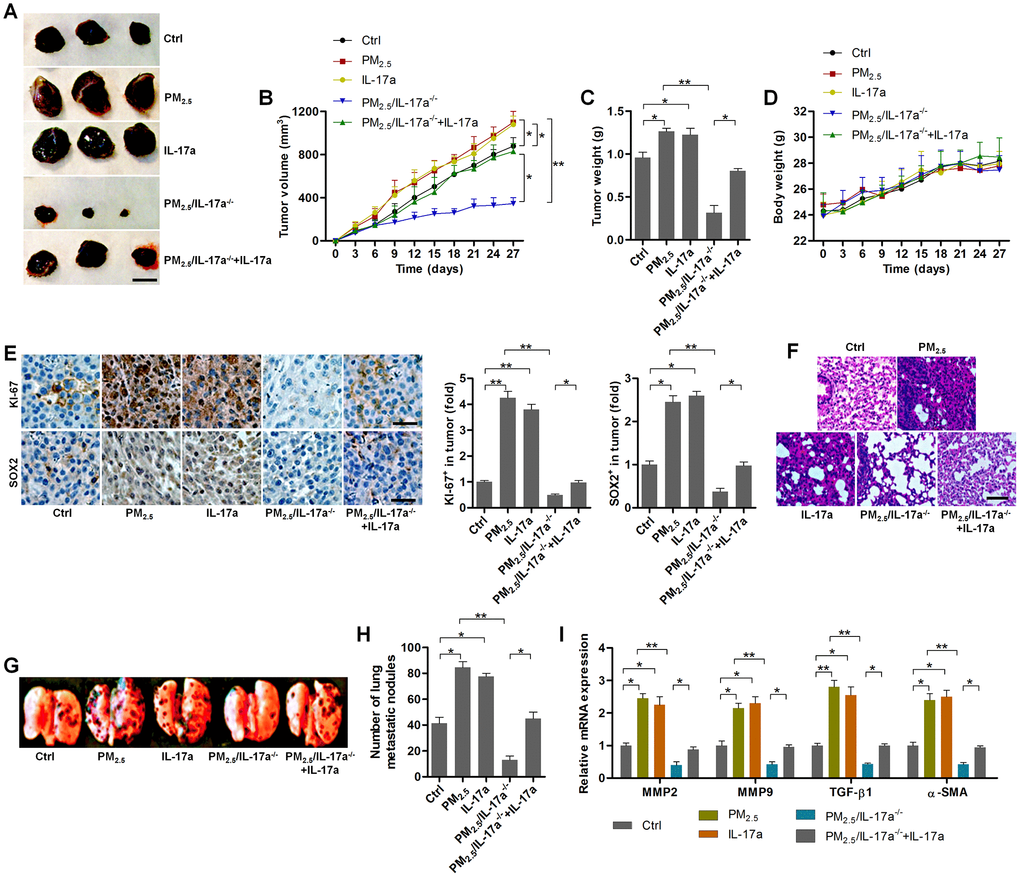 PM2.5-promoted tumor growth and metastasis are associated with IL-17a in xenograft mouse models. (A) Representative images of tumor samples isolated from each group of mice as indicated (n = 6). Scale bar, 1 cm. (B) Tumor volume was measured (n = 6). (C) Tumor weight was recorded (n = 6). (D) The body weight of mice was recorded (n = 6). (E) IHC staining was used to determine KI-67 and SOX2 expression levels in the tumor sections (n = 4). Scale bar, 100 μm. (F) H&E staining of pulmonary tissues (n = 4; Scale bar, 100 μm) and (G) pictures of lung samples isolated from the indicated groups of mice to calculate the metastatic nodules on the surface of lungs (n = 6). (H) The number of lung metastatic nodules was quantified (n = 6). (I) RT-qPCR analysis was used to calculate the expression of metastasis-associated genes as displayed (n = 4). All data are expressed as mean ± SEM. *p and **p.