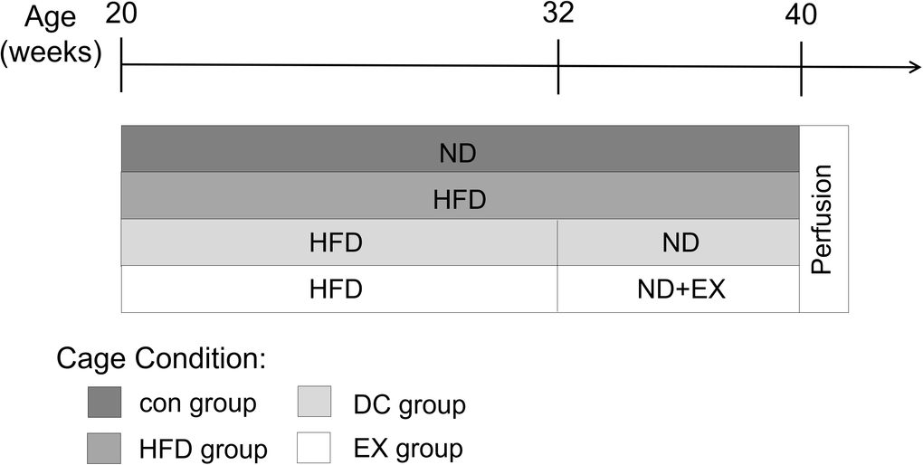 Experimental design. ApoE-/- mice were fed with a high-fat diet (HFD) at 20 weeks of age for 12 weeks, and then randomly divided into HFD group, DC group and EX group. The HFD group continued to have a high-fat diet, the DC group changed to a normal diet(ND), and the EX group performed an eight-week swimming exercise based on the normal diet. C57BL/6J mice with the same genetic background at the age of 20 weeks were used as a control group, and they continued to be fed with a normal diet throughout the experiment. At the end of the protocol, mice were deeply anesthetized with isoflurane and then decapitated.