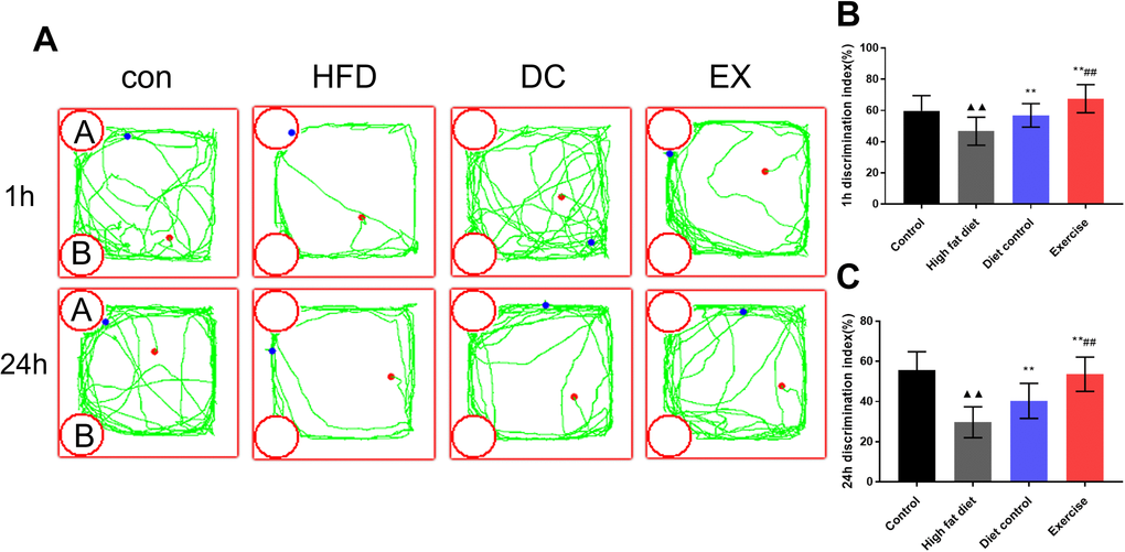 ORT was used to detect the learning and memory ability of mice. (A) Experimental trajectory map of mice exploring “A” and “B” objects in ORT device. (B) Comparison of 1 h identification index of mice in each group. (C) Comparison of 24 h identification index of mice in each group. vs control group, ▲▲p p ##p 