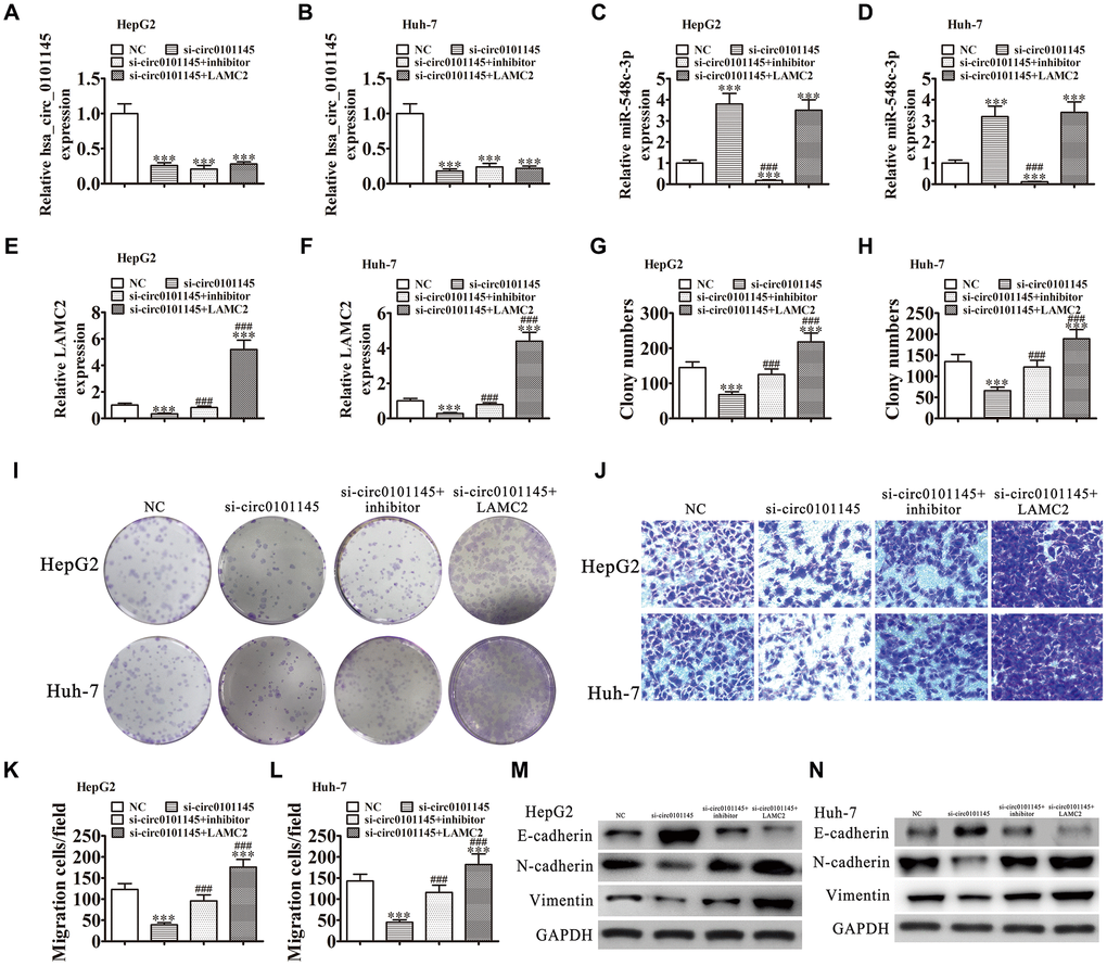Downregulation of miR-548c-3p or overexpression of LAMC2 restored the proliferation and migration abilities of both HepG2 and Huh-7 cells following silencing of hsa