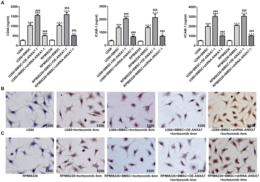 ANXA7 overexpression increases the cell adhesion-mediated drug resistance (CAM-DR), which was inhibited by ANXA7 interference. (A) The levels of CD44, ICAM1 and VCAM1 in U266 and RPMI8226 cells co-cultured with BMSC after transfection were detected by ELISA assay. **P###PΔΔΔP$$$PB) The apoptosis of U266 cells treated with bortezomib in co-culture system was determined by TUNEL assay. (C) The apoptosis of RPMI8226 cells treated with bortezomib co-culture system was determined by TUNEL assay.