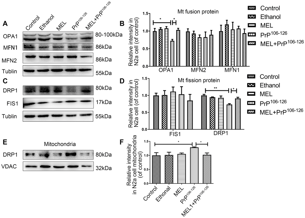 Melatonin completely prevented the effect of PrP106-126 on the protein expression of DRP1 and OPA1. Mitochondrial fusion proteins (MFN1, MFN2, and OPA1) (A, B) and mitochondrial fission proteins (DRP1 and FIS1) (C, D) in N2a cells and DRP1 in mitochondria (E, F) by Western blotting. *P 