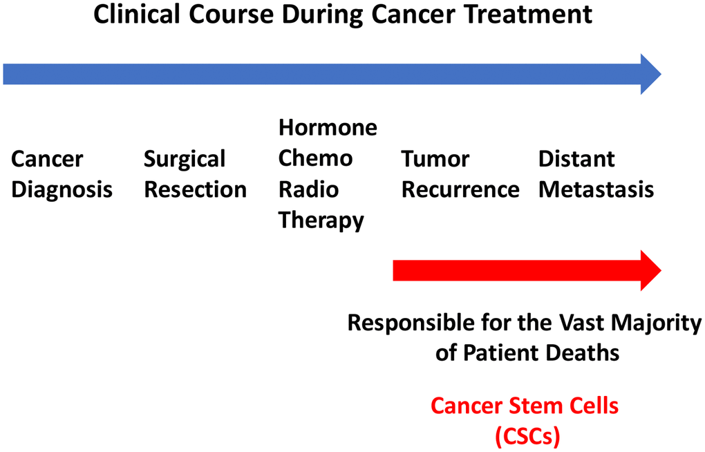 Clinical course of cancer therapy: Focus on the causes of treatment failure. After diagnosis, breast cancer patients undergo surgical resection of the primary tumor and then are treated with a specific therapy (hormone/chemo/radio), depending on the breast cancer subtype and clinical staging. However, a significant number of patients ultimately undergo treatment failure, resulting in tumor recurrence and distant metastasis. Distant metastasis is responsible for the premature deaths of >90% of cancer patients, undergoing treatment failure. This phenomenon has been attributed to the propagation and dissemination of CSCs.
